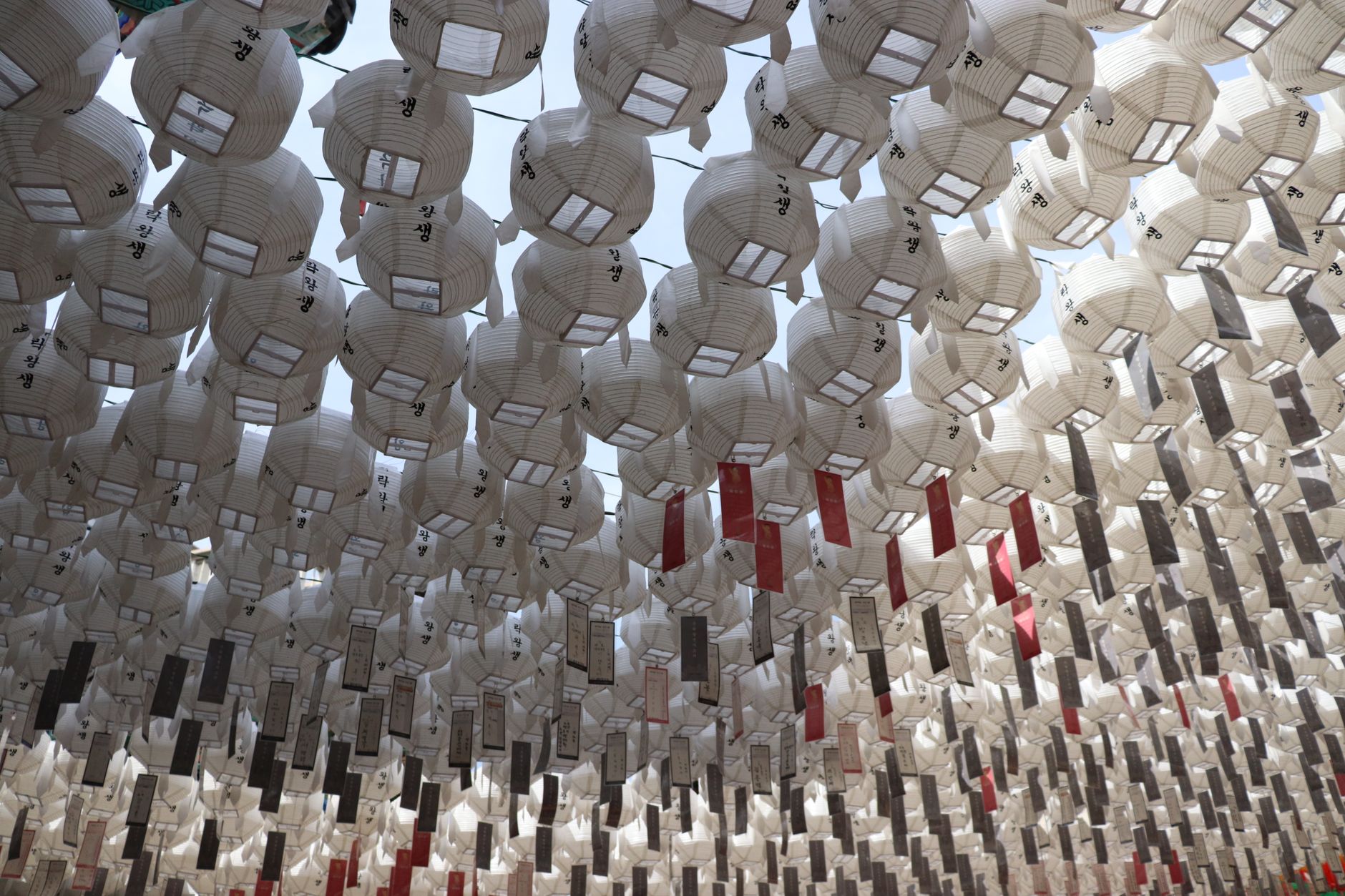 Rows of traditional paper lanterns hang outdoors in a festive display, capturing cultural heritage and artistry.