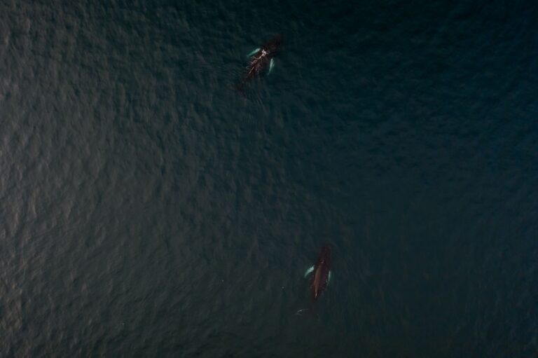 Drone shot capturing two humpback whales swimming in dark ocean waters.