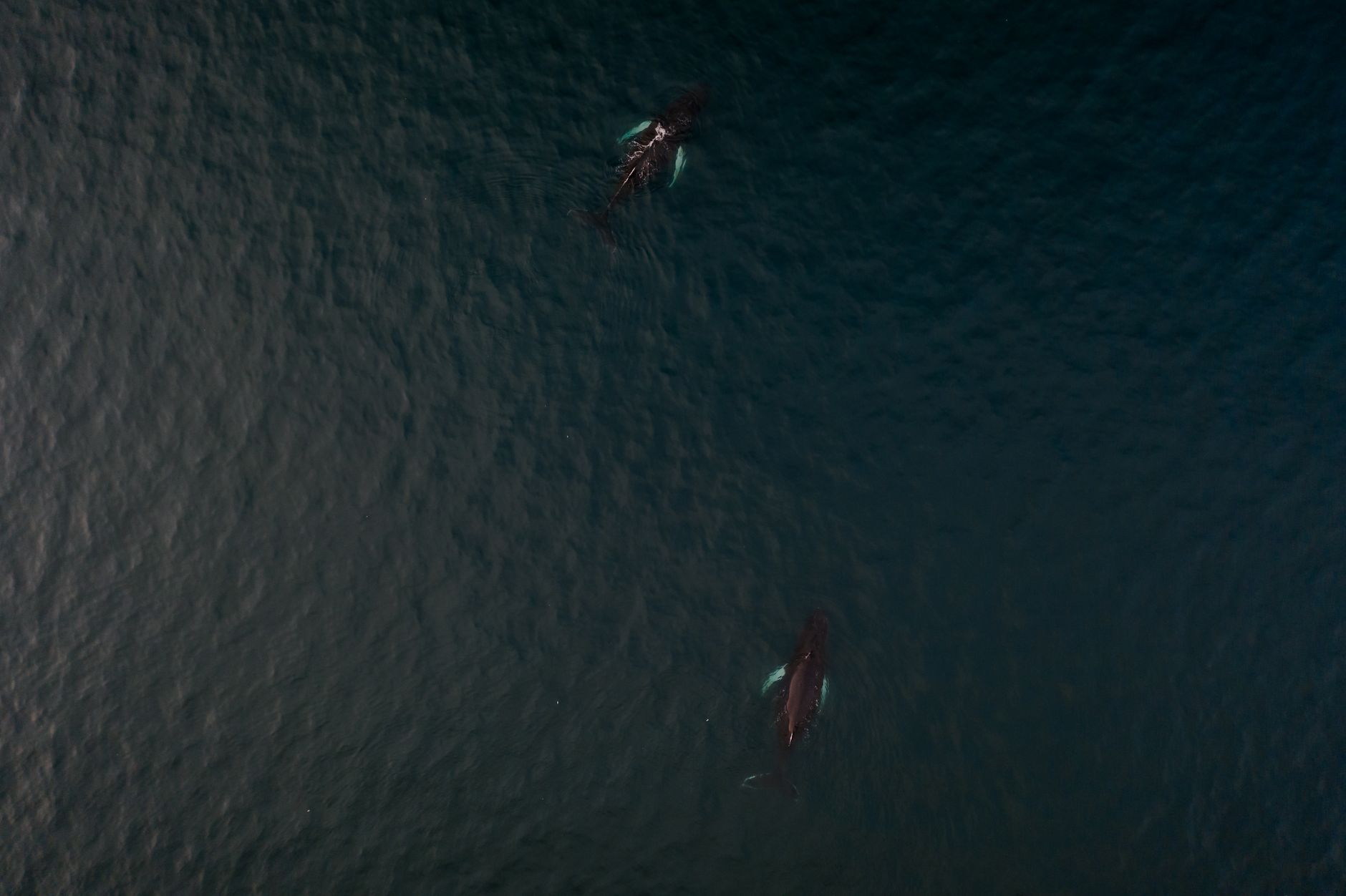 Drone shot capturing two humpback whales swimming in dark ocean waters.
