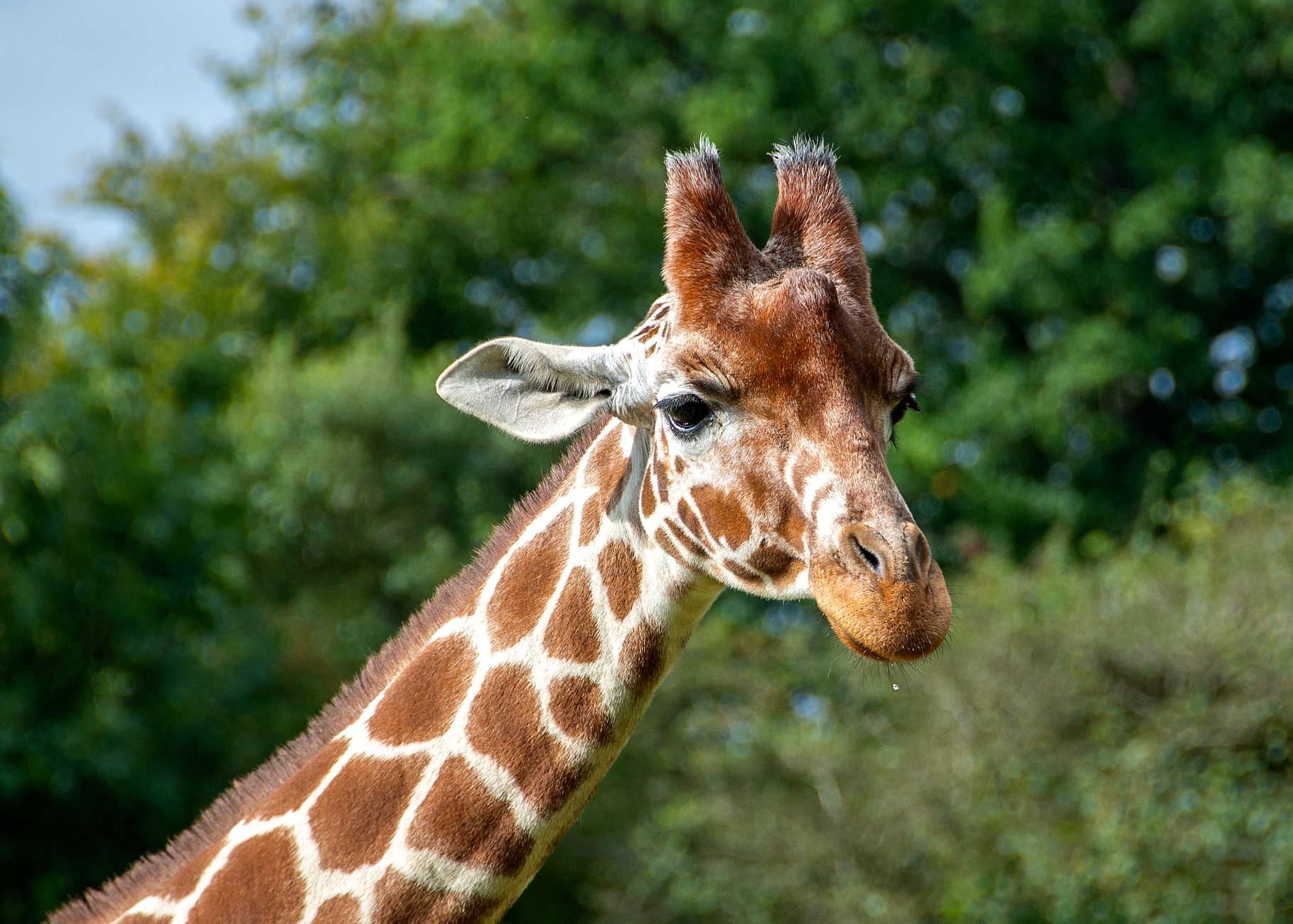 Close-up of a giraffe in Whipsnade Zoo, showcasing its elegant long neck and spots.