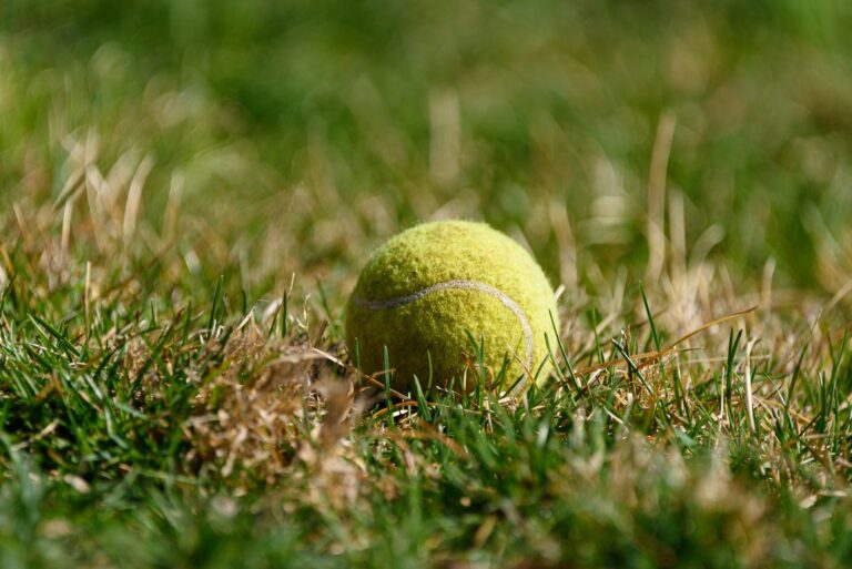 Vivid close-up of a yellow tennis ball resting on green grass under daylight.