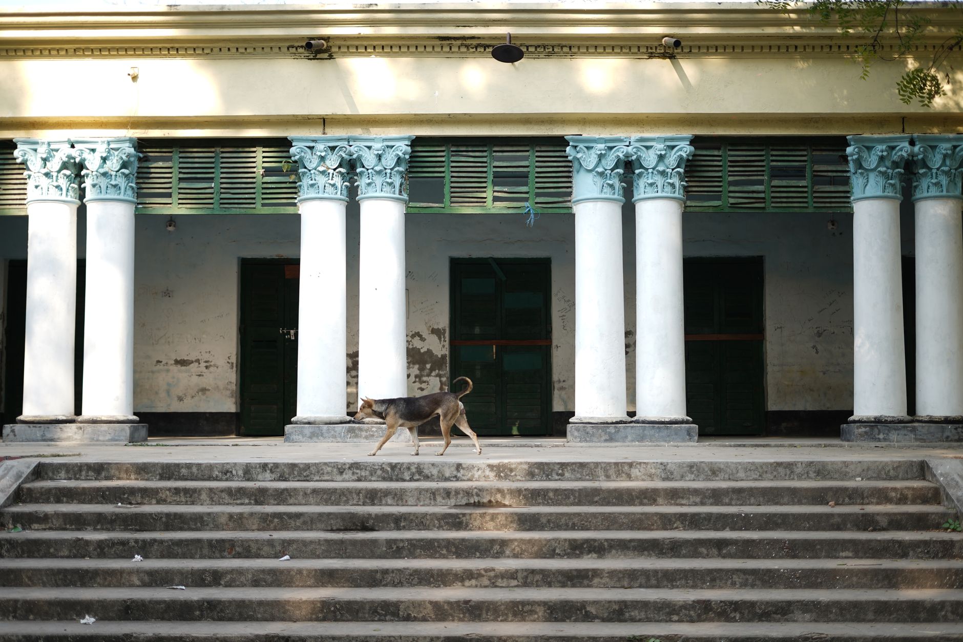 A solitary stray dog walks by a classical building with ornate columns.